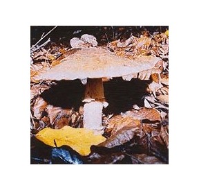 Parasol Coulemelle