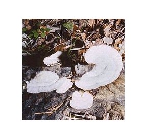 Polypore Versicolore