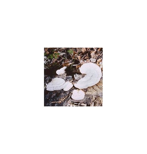 Polypore Versicolore