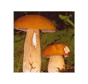Cèpe d'été