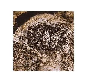 Lichen Caloplaca Flavescens