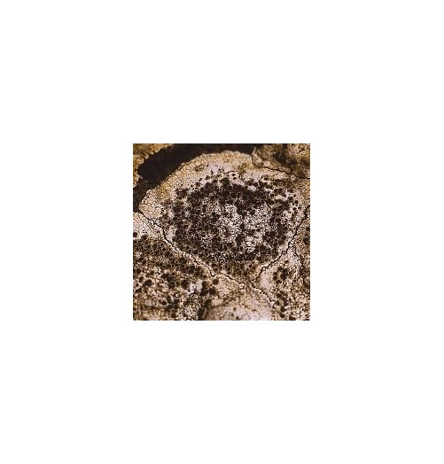 Lichen Caloplaca Flavescens