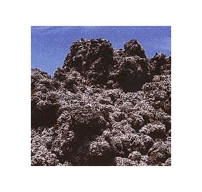 Lichen Stereocaulon Vesuvianum