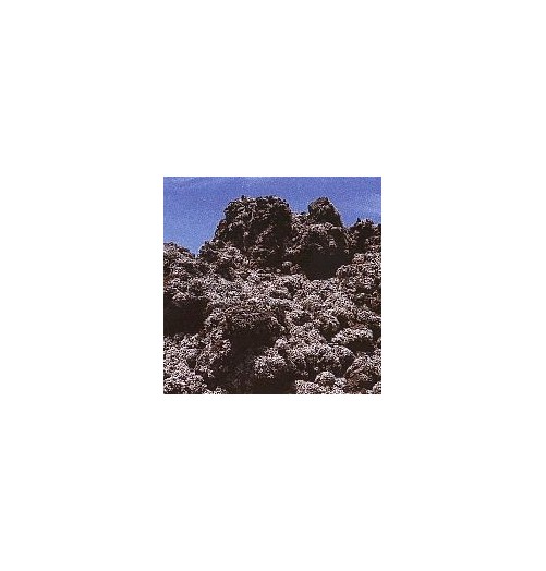 Lichen Stereocaulon Vesuvianum