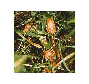 Champignon d'Amazonie n°1