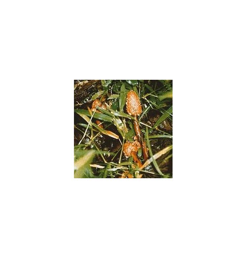 Champignon d'Amazonie n°1