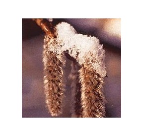 Tremble/Aspen*