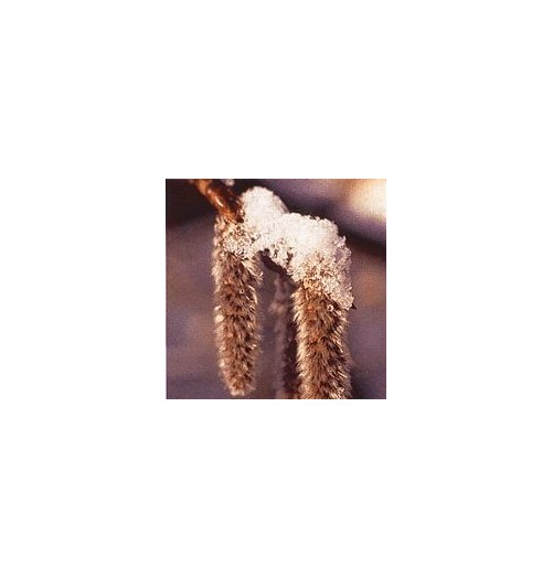Tremble/Aspen*