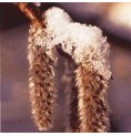 Tremble/Aspen* Tremble/Aspen*