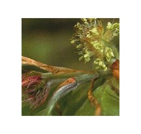 Hêtre/Beech*
