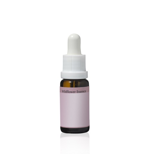 Achillée Rose*