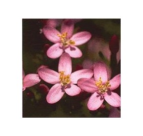 Centaurée/Centaury*