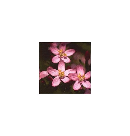 Centaurée/Centaury*