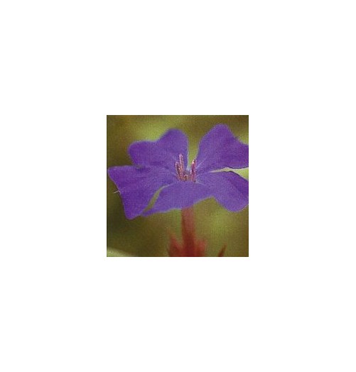 Plumbago/Cerato*