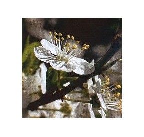 Prunier/Cherry Plum*