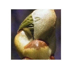 Bourgeons de Marronnier/Chestnut Bud*