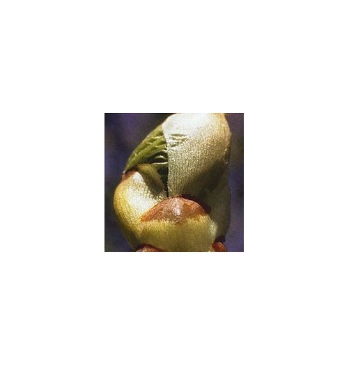 Bourgeons de Marronnier/Chestnut Bud*
