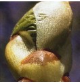 Bourgeons de Marronnier/Chestnut Bud*