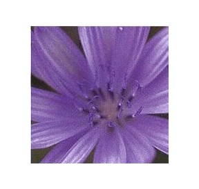 Chicorée Sauvage/Chicory*