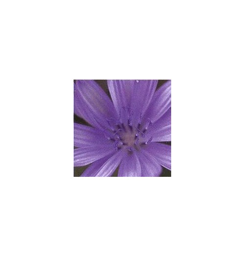 Chicorée Sauvage/Chicory*