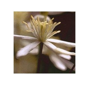 Clématite/clematis*