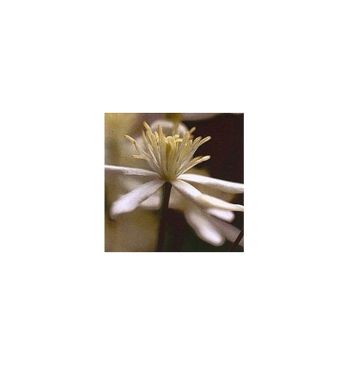 Clématite/clematis*