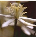 Clématite/clematis* Clématite/clematis*