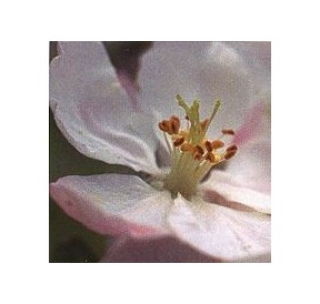Pommier Sauvage/Crab Apple*