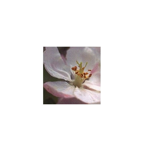 Pommier Sauvage/Crab Apple*