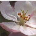 Pommier Sauvage/Crab Apple* Pommier Sauvage/Crab Apple*