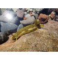 Hypselodoris (Limace de mer)* Hypselodoris (Limace de mer)*