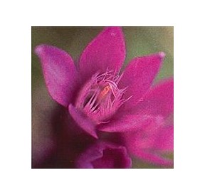Gentiane/Gentian*