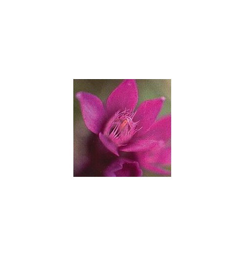 Gentiane/Gentian*
