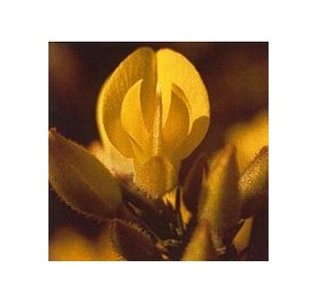 Ajonc/Gorse*