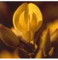Ajonc/Gorse* Ajonc/Gorse*
