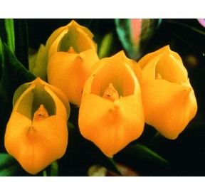 Crème Vénus Orchid