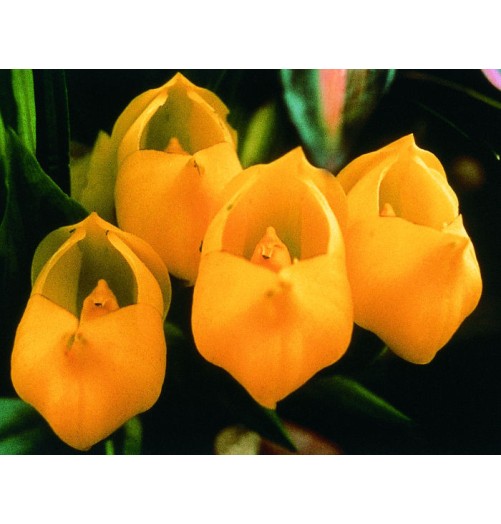Crème Vénus Orchid