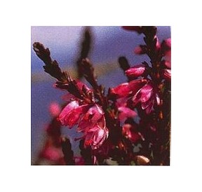 Bruyère/Heather*