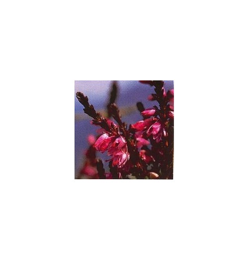 Bruyère/Heather*