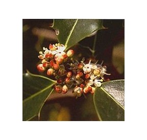 Houx/Holly*