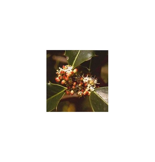 Houx/Holly*