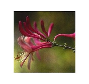 Chèvrefeuille/Honeysuckle*