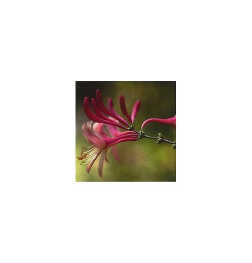 Chèvrefeuille/Honeysuckle*