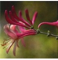 Chèvrefeuille/Honeysuckle* Chèvrefeuille/Honeysuckle*