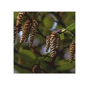 Charme/Hornbeam*
