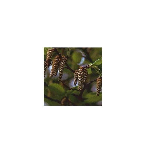 Charme/Hornbeam*