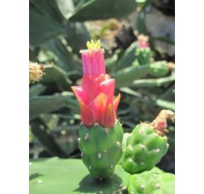 Opuntia Dejecta (Grouding Opuntia cactus) élixir