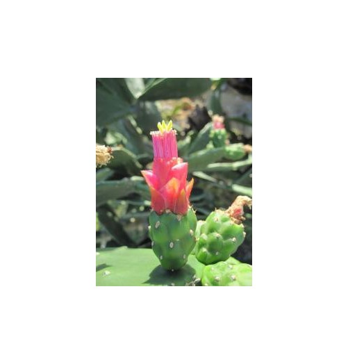 Opuntia Dejecta* (Grouding Opuntia cactus) élixir 15ml