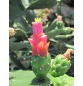 Opuntia Dejecta* (Grouding Opuntia cactus) élixir 15ml Opuntia Dejecta* (Grouding Opuntia cactus) élixir 15ml