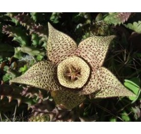 Orbea Variegata* (Life force cactus) élixir 15ml